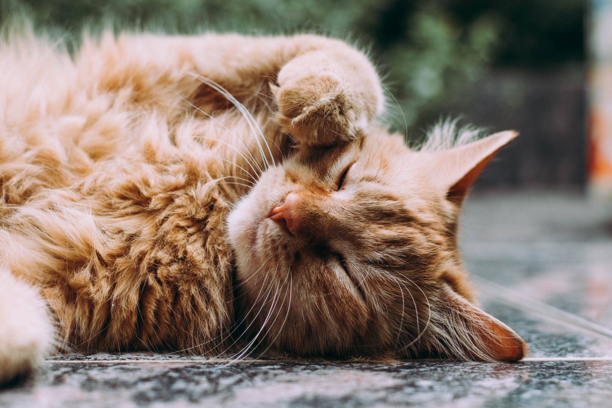 orange-cat