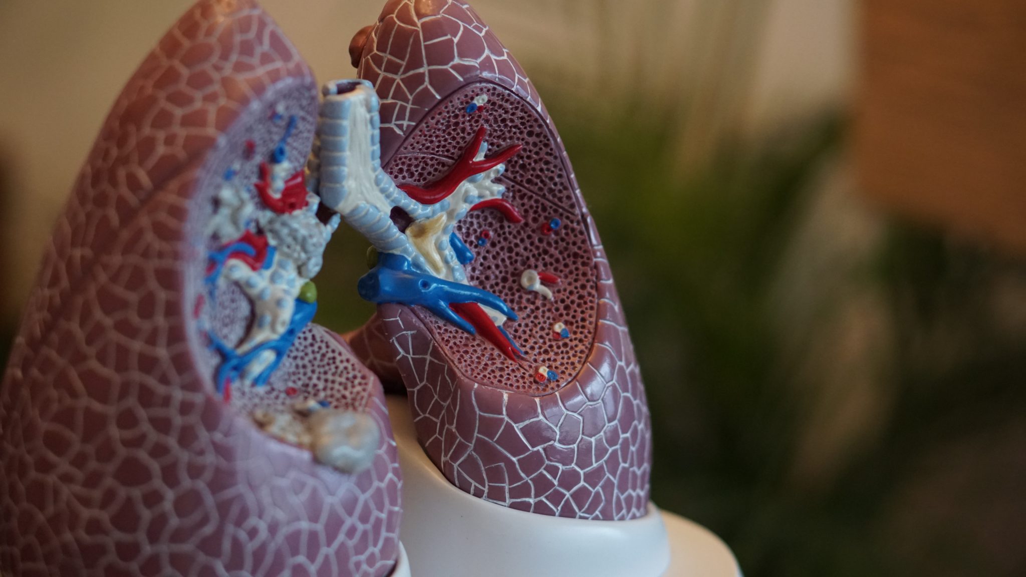 lung-anatomy