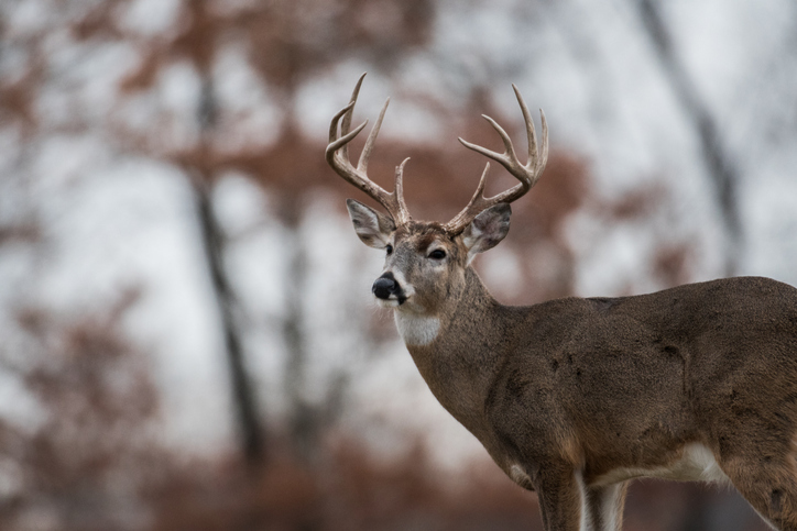 deer-in-woods