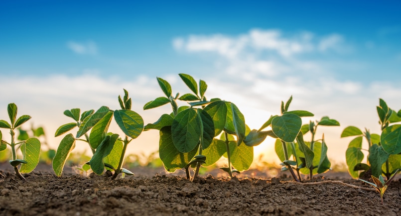 farm-baby-plants