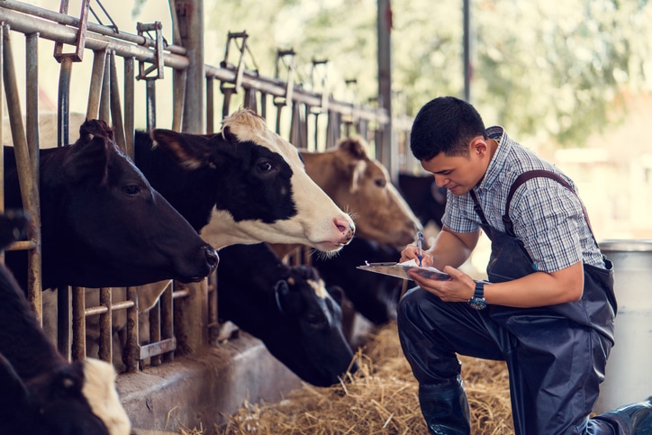 cattle-farmer