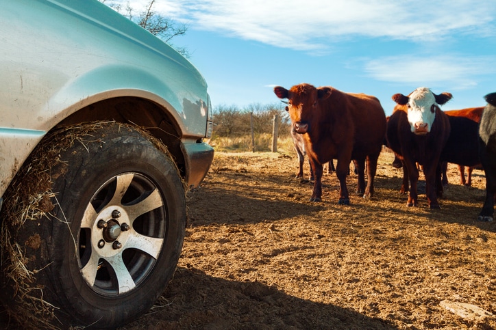 cows-and-truck