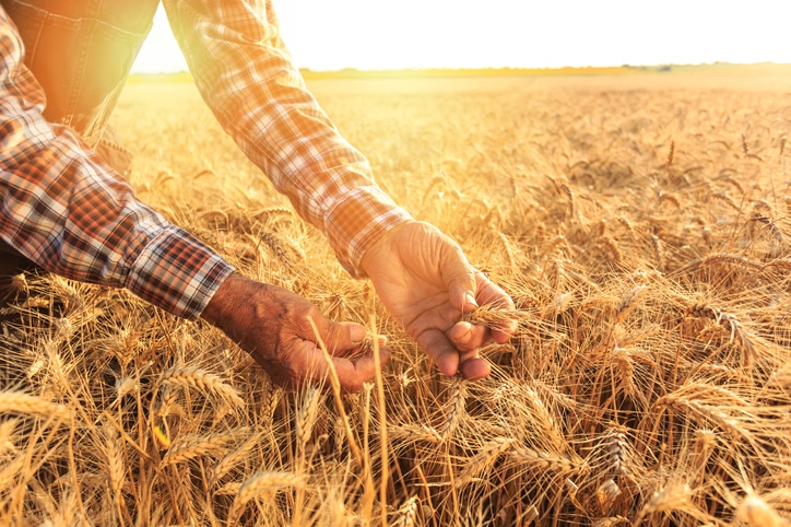 wheat-farmer