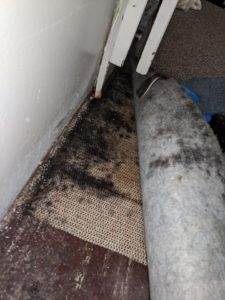 Mold on floor